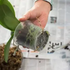 En hand håller en orkidé i en genomskinlig kruka, redo att plantera om. Saxar och jord syns i bakgrunden.
