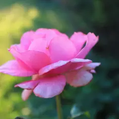 En mjukt rosa ros, en av många remonterande rosor, blommar i solljuset med en bakgrund av grönska.