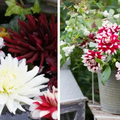 Vacker dahlia i kruka med blommor i vitt, rött och mörkt vinrött. En dahlia i kruka som lyser upp trädgården.