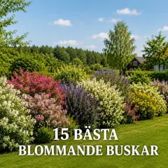 En vacker trädgård med en rad färgstarka blommande buskar i vitt, rosa, lila och gult.