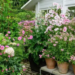 En lummig trädgård med massor av sommarblommor i kruka. Rosa och vita blommor i olika storlekar skapar en färgsprakande och inbjudande miljö.