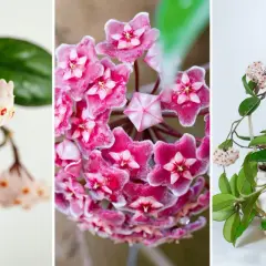Triptyk med vackra hoya blommor i olika nyanser av rosa. En närbild visar detaljerade stjärnformade blommor, medan en annan visar en hel planta i kruka.