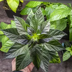 En hand håller en mörk chili planta med många blad. Flera andra plantor syns i bakgrunden.