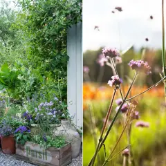 En lummig trädgård med olika kaprifol sorter i krukor och en äng med lila blommor i solljus.