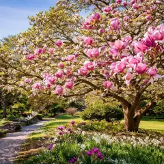 En magnifik magnolia blommar i en lummig trädgård. En stenlagd stig leder förbi blomsterängar. Kanske är det dags att flytta magnolia till en ny plats?
