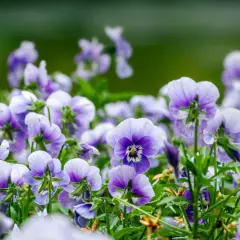 En äng med penseer i lila och vita nyanser. De små blommorna ser ut som om de har fått en lätt penseer frost på sig.
