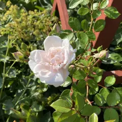 En ljusrosa ros i kruka blommar vackert bland gröna blad och knoppar.