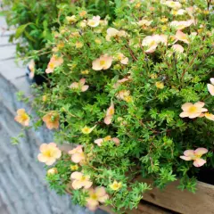 Buskar med små, ljusrosa blommor och gröna blad. Dessa torktåliga buskar trivs bra i soliga lägen.