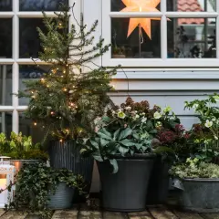 Julblommor i kruka skapar en mysig julkänsla på verandan. En liten gran med ljusslinga och vackra blommor i krukor.