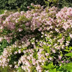 En frodig buske med rosa blommor, en vacker hibiskus utomhus i full blom.