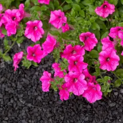 Rosa surfinia blommar över mörk sten. En fin skillnad på surfinia och petunia är hur de växer.