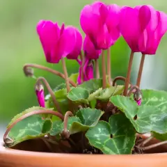 En kruka med en vacker cyklamen blomma i stark rosa färg. Bladen är gröna med silvermönster.