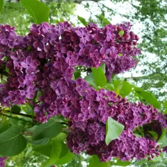 En uppstammad syrenbuske blommar med rikliga, lila klasar mot en bakgrund av gröna blad och ljus himmel.
