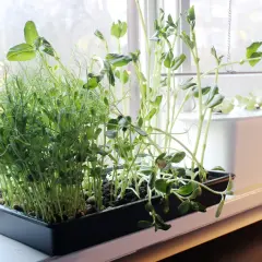 Färska skott av ärter och andra grönsaker växer i en fönsterkarm, redo att användas som krydda, likt laurus nobilis.