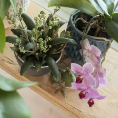 En kalanchoe blomma med små gröna blommor står bredvid en rosa orkidé på en trähylla.