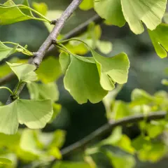 Ginkgo biloba-trädets unika, flikiga blad lyser i grönt mot en mjuk bakgrund.
