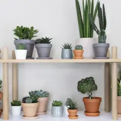 En hylla fylld med olika suckulenter och kaktusar, en sann succulent sorter.