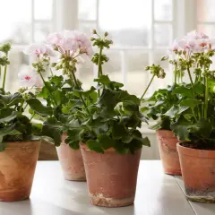 Flera krukor med ljusrosa pelargoner inomhus, placerade på ett vitt bord framför ett fönster.