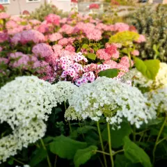 Vita och rosa hortensior blommar frodigt i trädgården. De stora blomklasarna ger en känsla av sommar och trivs i väldränerad hortensia jord.