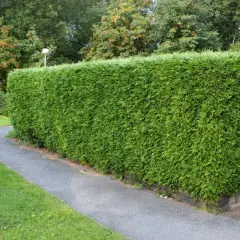 En tät, grön häck av thuja brabant kantas av en slingrande gångväg. Bakom häcken syns träd med röda bär och ett gult hus.
