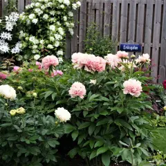 Våren är här och det är dags att plantera pion! En lummig rabatt med rosa och vita pioner blommar vackert vid en trästaket med skylten Eriksgatan.