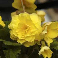 Gula begonia utomhus blommar frodigt med sina fyllda kronblad.
