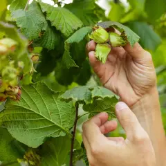 Händer plockar mogna hasselnötter från grenar med olika sorter.