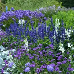 En vacker rabatt med lila och vita blommor, där veronica blomma lyser upp i en djupblå nyans.