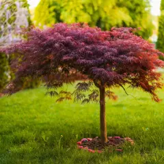 En vacker, mörkröd acer palmatum med finflikiga blad står stolt på en grönskande gräsmatta, omgiven av thuja och andra träd.