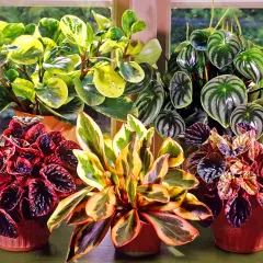 En samling vackra peperomia blomma-växter i krukor, med blad i olika färger och mönster.