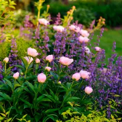 En lummig trädgård med rosa pioner och lila lavendel. Tåliga perenner som blommar vackert i solljuset.