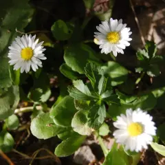 Tre små **bellis perennis** blommor med vita kronblad och gula mittar lyser upp i solljuset bland gröna blad.