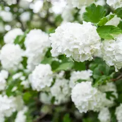 En buske med vita blommor, som snöbollar, i full blom. Gröna blad ramar in de fluffiga blomklustren.