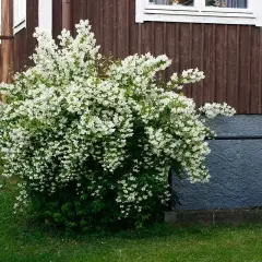 En frodig schersmin buske blommar med tusentals små vita blommor vid ett brunt trähus.