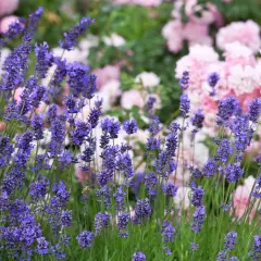 Blommande lavendel med rosa rosor i bakgrunden. Bin surrar bland lavendelblommorna, som växer i den rika lavendel jorden.