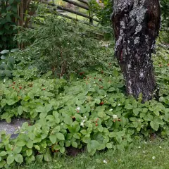 En frodig rabatt med smultron som växer vilt runt ett träd. Små röda bär och vita blommor syns bland de gröna bladen.