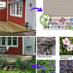 En trädgårdsplan visar hur man skapar en rabatt med gammaldags perenner. Bilder visar olika växter som passar i en sådan rabatt.