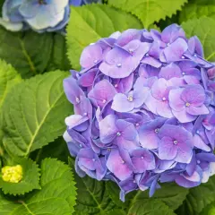 En stor, lila hortensia blommar bland frodiga gröna blad. En ny, gul knopp anas till vänster.