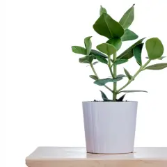 En grön Clusia rosea i en vit kruka på ett ljust träbord.