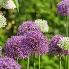 En trädgård fylld med lila och vita allium blommor som svajar i vinden.
