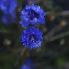 Två blå blommor i fokus, med en mjukt suddig bakgrund. En blå blomma i förgrunden, med fler i bakgrunden.