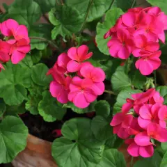 Färgglada pelargoner utomhus i en kruka. De rosa blommorna lyser upp i det gröna lövverket och skapar en somrig känsla.