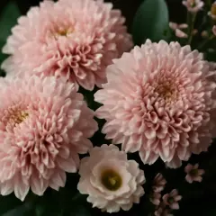 En bukett med rosa snittblommor, inklusive fluffiga krysantemum och små rosa blommor, visar upp olika snittblommor sorter.