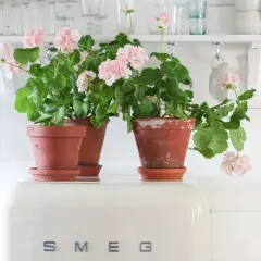Två krukor med rosa pelargon mårbacka står på en vit SMEG-kyl.