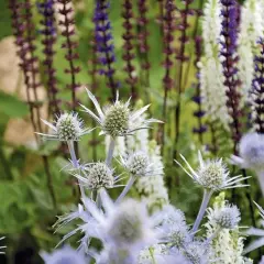 Blå och lila blommor i en somrig rabatt. Tistelliknande blommor i förgrunden, med höga spiror av lila och vita blommor i bakgrunden.