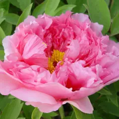 En vacker, fluffig rosa pionblommas mitt med gula ståndare. Perfekt för att plantera pioner i trädgården.