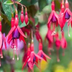 Hängande fuchsia utomhus med sina karaktäristiska röda kronblad och lila inre. En sommaräng i full blom.