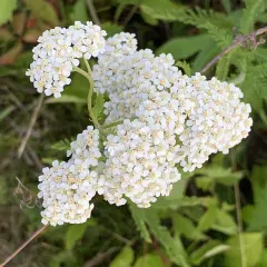 En klase av små, vita blommor med gula mittpunkter, som en liten vit blomma med gult i mitten, växer i grönskan.