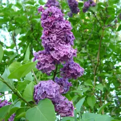 Vackra lila syrenblommor i full blom. Snart dags att plantera syren för att njuta av doften nästa år.