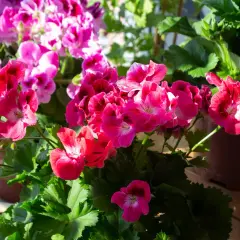 Färgglada pelargoner i full blom, redo för vattning.